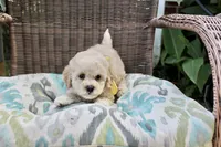 Princess fluff, a female Cockapoo and Poodle - Toy  for sale in Russellville, KY – 2 of 8
