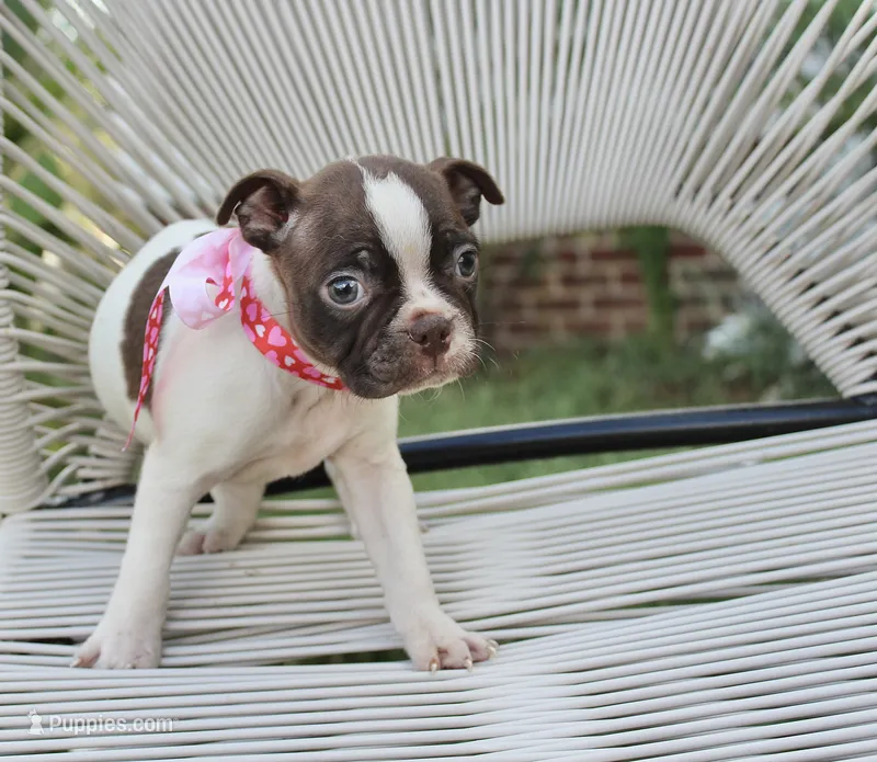 Speckles – Boston Terrier puppy for sale in Russellville, KY