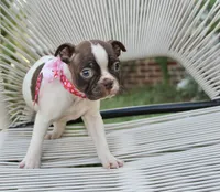 Speckles, a female Boston Terrier for sale in Russellville, KY – 3 of 6