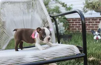 Sweetie pie, a female Boston Terrier for sale in Russellville, KY – 2 of 5