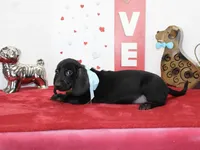 Dan, a male Miniature Dachshund for sale in Russellville, KY – Photo 5 of 7