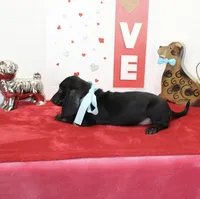 Dan, a male Miniature Dachshund for sale in Russellville, KY – Photo 3 of 7