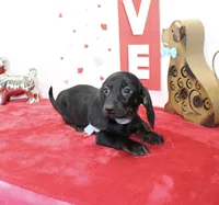 Dan, a male Miniature Dachshund for sale in Russellville, KY – Photo 2 of 7