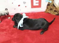 Dan, a male Miniature Dachshund for sale in Russellville, KY – Photo 6 of 7