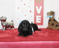 Dan, a male Miniature Dachshund for sale in Russellville, KY – Photo 1 of 7