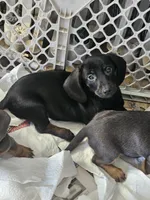 Dan, a male Miniature Dachshund for sale in Russellville, KY – Photo 7 of 7