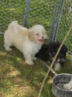 Tiny Tim toy size green eyes, a male Poodle - Toy  and Miniature Aussiedoodle for sale in Russellville, KY – 5 of 10