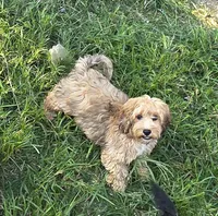 Puppers, a male Cockapoo and Poodle - Toy  for sale in Russellville, KY – 3 of 5