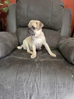 Pugarooney "Purebred Pug", a male Pug for sale in Russellville, KY – 6 of 6
