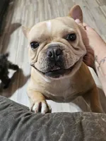 GUCCI, a male French Bulldog for sale in Russellville, KY – Photo 5 of 5