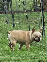 GUCCI, a male French Bulldog for sale in Russellville, KY – Photo 3 of 5
