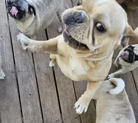 GUCCI, a male French Bulldog for sale in Russellville, KY – Photo 4 of 5