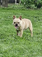 GUCCI, a male French Bulldog for sale in Russellville, KY – Photo 1 of 5