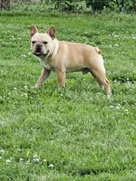 GUCCI, a male French Bulldog for sale in Russellville, KY – Photo 2 of 5