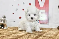 Casper, a male Maltipoo and Maltese for sale in Russellville, KY – 3 of 5