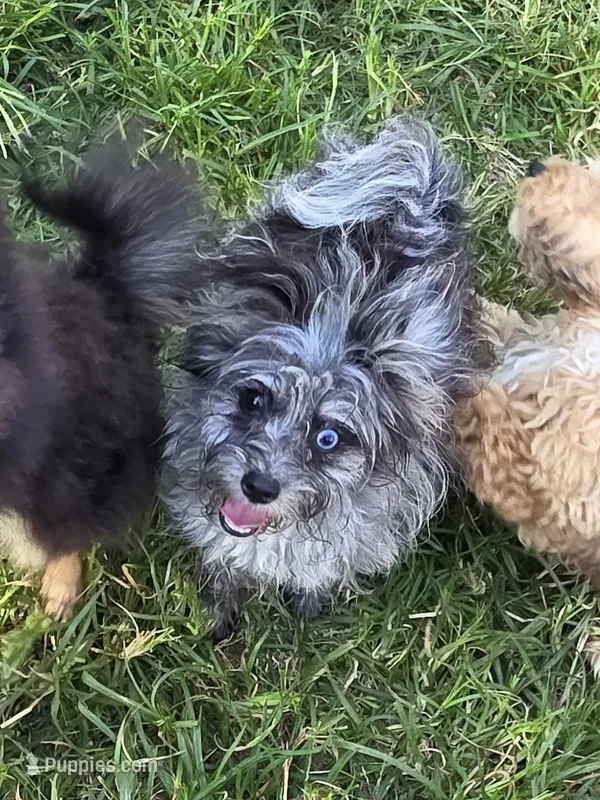 Beebee ,(blue eye) – Pomeranian, Poodle - Toy  puppy for sale in Russellville, KY