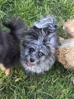 Beebee ,(blue eye), a female Pomeranian and Poodle - Toy  for sale in Russellville, KY – 1 of 5