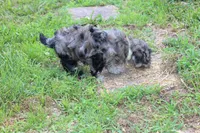 Patches  (blue merel), a female Cockapoo and Poodle - Toy  for sale in Russellville, KY – 5 of 6