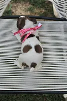 Speckles, a female Boston Terrier for sale in Russellville, KY – 4 of 6