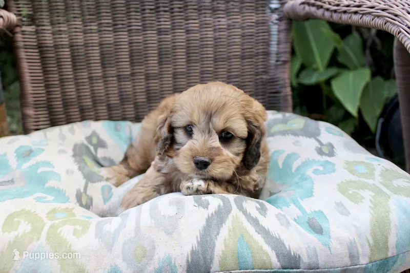 Peter Pan(chocolate merel) – Cockapoo, Poodle - Toy  puppy for sale in Russellville, KY