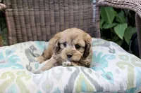Peter Pan(chocolate merel), a male Cockapoo and Poodle - Toy  for sale in Russellville, KY – 4 of 8