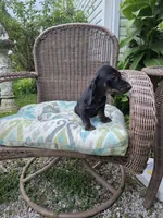 Weiner Dan, a male Miniature Dachshund for sale in Russellville, KY – 9 of 10