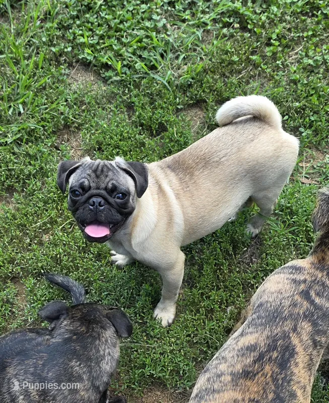 Petey – Pug puppy for sale in Russellville, KY