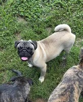 Petey, a male Pug for sale in Russellville, KY – 1 of 4