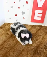 Feebee Toy size 4.5 lbs full , a female Yorkipoo and Poodle - Toy  for sale in Russellville, KY – 2 of 5