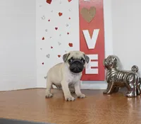 Pugarooney, a male Pug for sale in Russellville, KY – 4 of 6