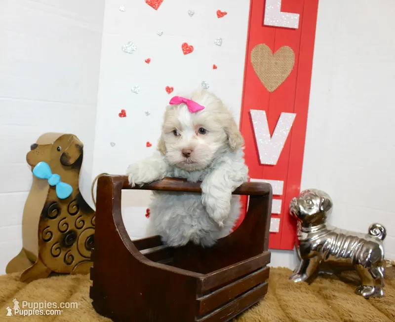 Queenie – Shihpoo, Shih Tzu puppy for sale in Russellville, KY