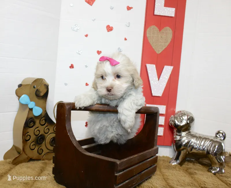 Queenie – Shihpoo, Shih Tzu puppy for sale in Russellville, KY