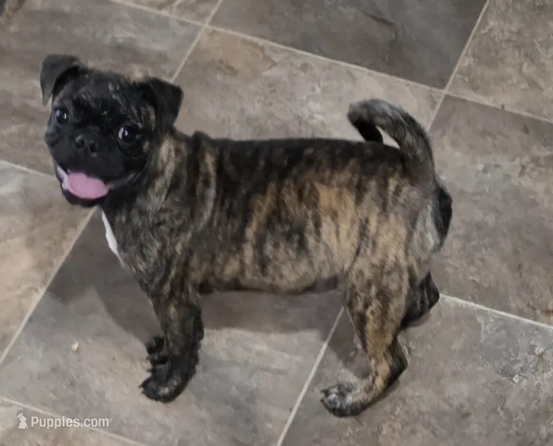 Toodles – Boston Terrier, Pug puppy for sale in Russellville, KY