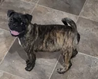 Toodles, a female Boston Terrier and Pug for sale in Russellville, KY – 1 of 3