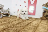 Ghost, a male Maltipoo and Maltese for sale in Russellville, KY – 3 of 4