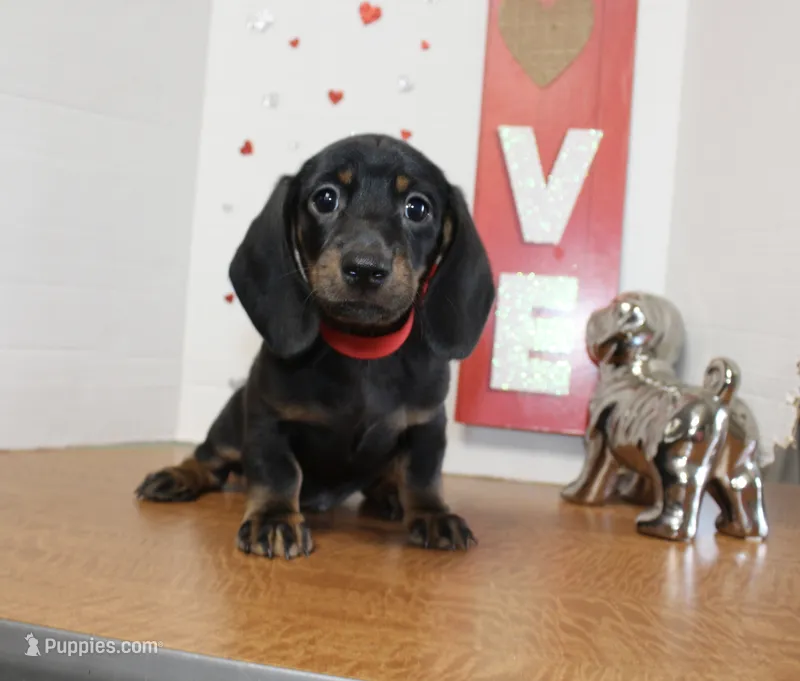 Oscar Myer – Miniature Dachshund puppy for sale in Russellville, KY