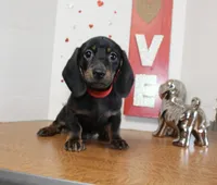 Oscar Myer, a male Miniature Dachshund for sale in Russellville, KY – 2 of 8