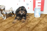 Loui, a male Poodle - Miniature  for sale in Russellville, KY – 6 of 6