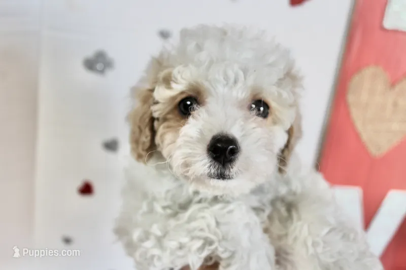 Curly Sue – Yorkipoo, Yorkshire Terrier puppy for sale in Russellville, KY