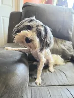 Romeo (blue Merle parti), a male Maltipoo and Maltese for sale in Russellville, KY – 2 of 7