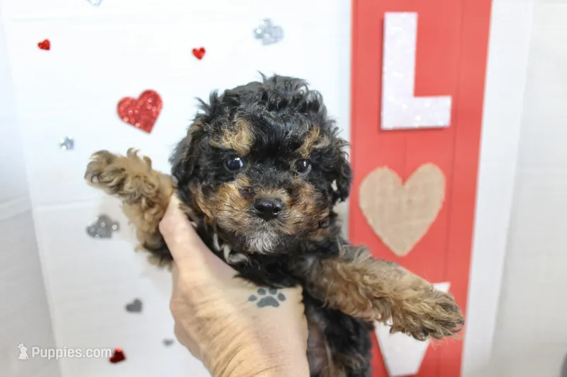 Loui – Poodle - Miniature  puppy for sale in Russellville, KY