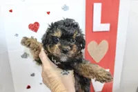 Loui, a male Poodle - Miniature  for sale in Russellville, KY – 1 of 6