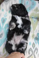 Stella (merel), a female Cockapoo and Poodle - Toy  for sale in Russellville, KY – 3 of 7