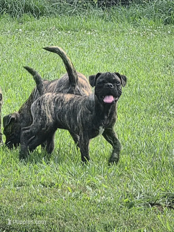 Roody – Boston Terrier, Pug puppy for sale in Russellville, KY
