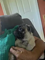 PEANUT small pug, a female Pug for sale in Russellville, KY – 6 of 8