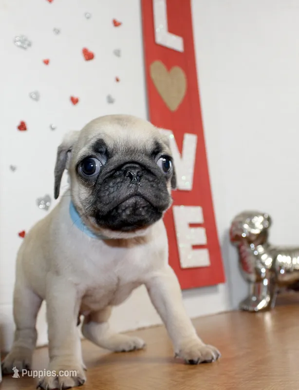 Pugarooney – Pug puppy on hold in Russellville, KY