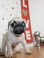 Pugarooney, a male Pug for sale in Russellville, KY – 1 of 6