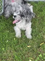  Gucci  (blue Merle parti), a male Maltipoo and Maltese for sale in Russellville, KY – 9 of 10