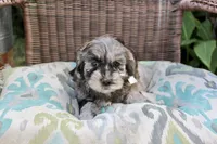 Patches  (blue merel), a female Cockapoo and Poodle - Toy  for sale in Russellville, KY – 3 of 6