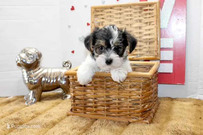Daisy ( toy size) – Yorkshire Terrier, Morkie puppy for sale in Russellville, KY